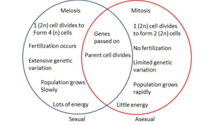 Asexual sexual between venn meiosis mitosis similarities genetic exatin nursing