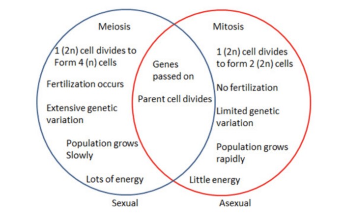 Asexual sexual between venn meiosis mitosis similarities genetic exatin nursing