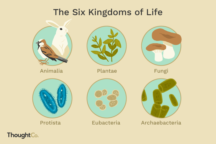 The six kingdoms of life crossword answer key